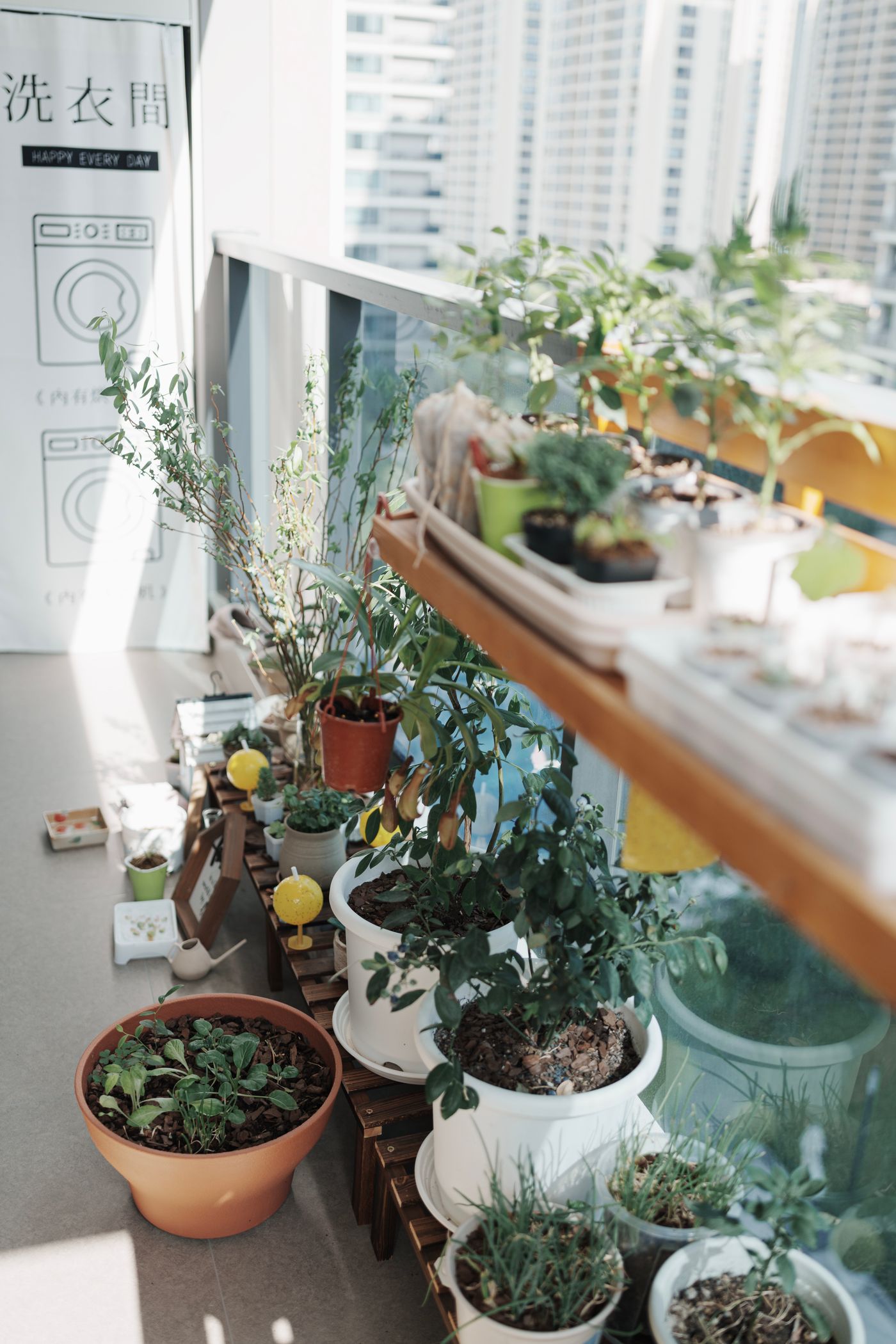 Potted herbs and foliage on a real urban balcony